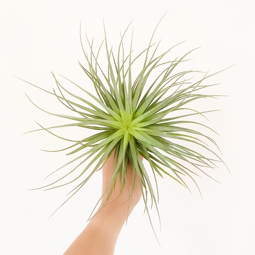 Photo of the plant species Houston Air Plant by @foliagegirl named Houston on Greg, the plant care app