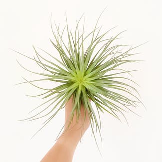 Houston Air Plant plant in Somewhere on Earth