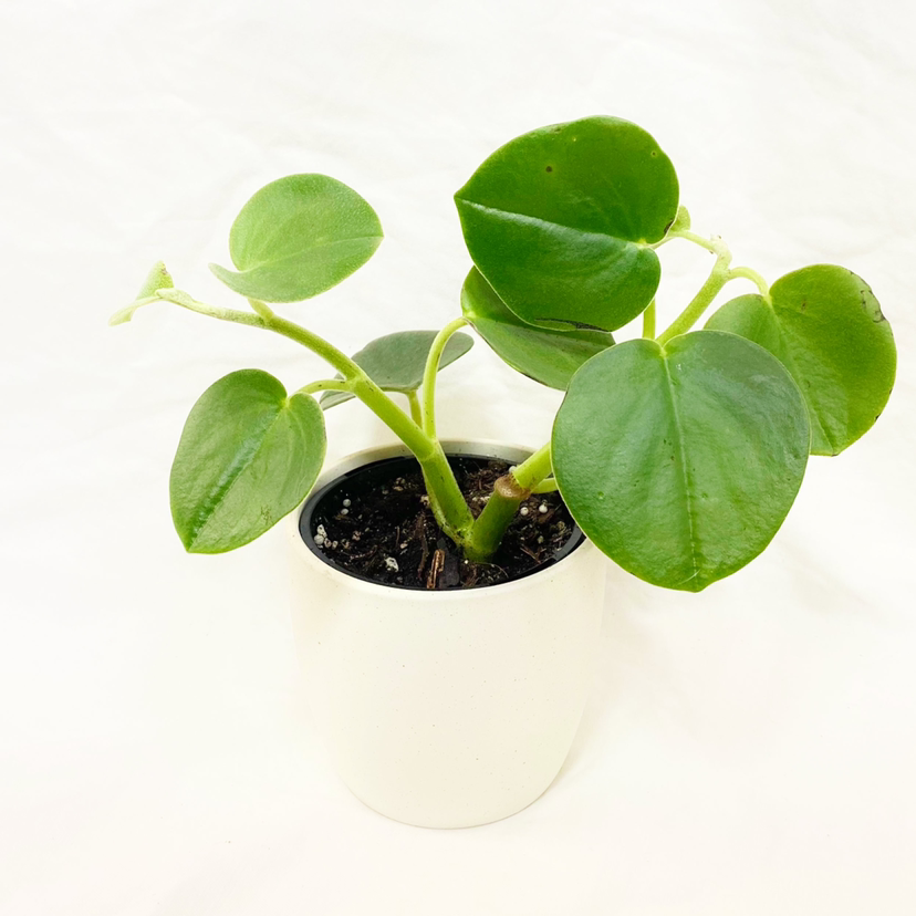 Felted Peperomia plant in a white pot with healthy green leaves.