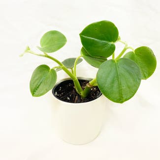 Felted Peperomia plant in Somewhere on Earth