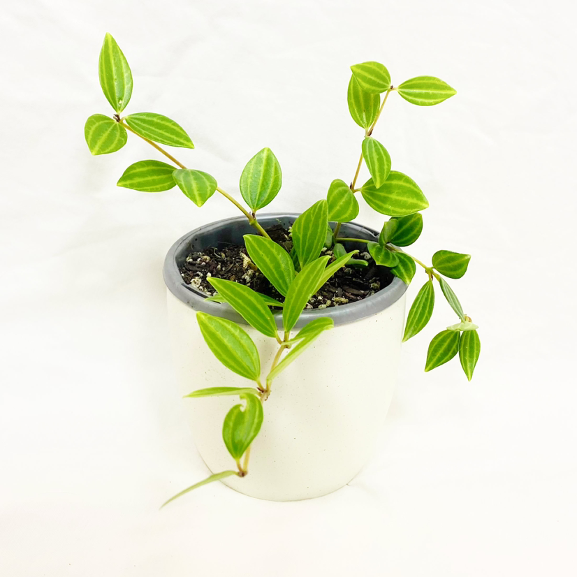Healthy Rana Verde Peperomia plant in a white pot with vibrant green leaves.