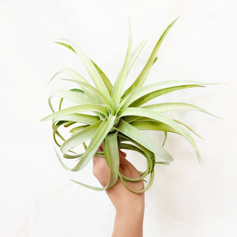 Tillandsia harrisii plant held by a hand, appearing healthy with green leaves.