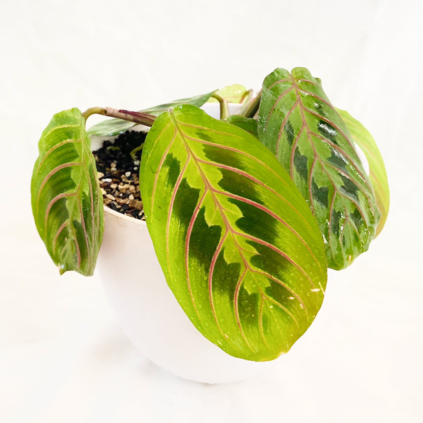 Photo of the plant species Green Prayer Plant by @foliagegirl named Baesil on Greg, the plant care app