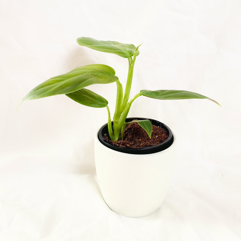 Photo of the plant species Philodendron subhastatum by @foliagegirl named Scarlett on Greg, the plant care app