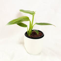 Philodendron subhastatum plant