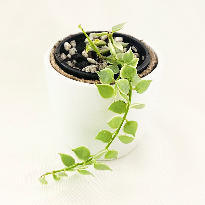 Potted Million Hearts Dischidia plant with heart-shaped leaves.