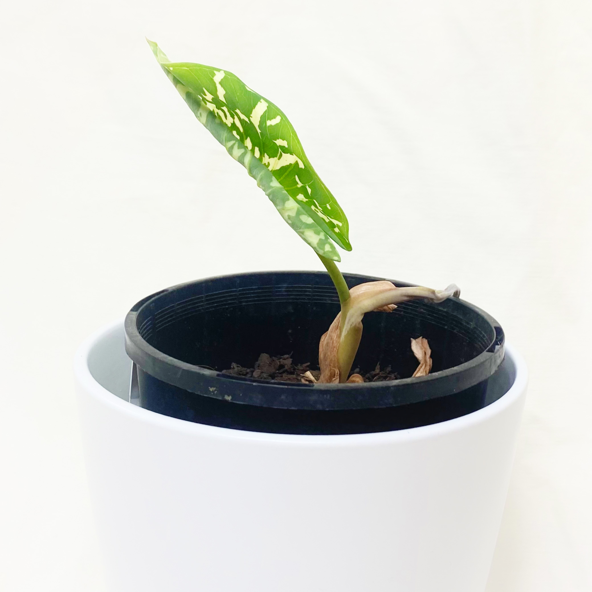 Young Caladium Hilo Beauty plant in a pot with a single variegated leaf.