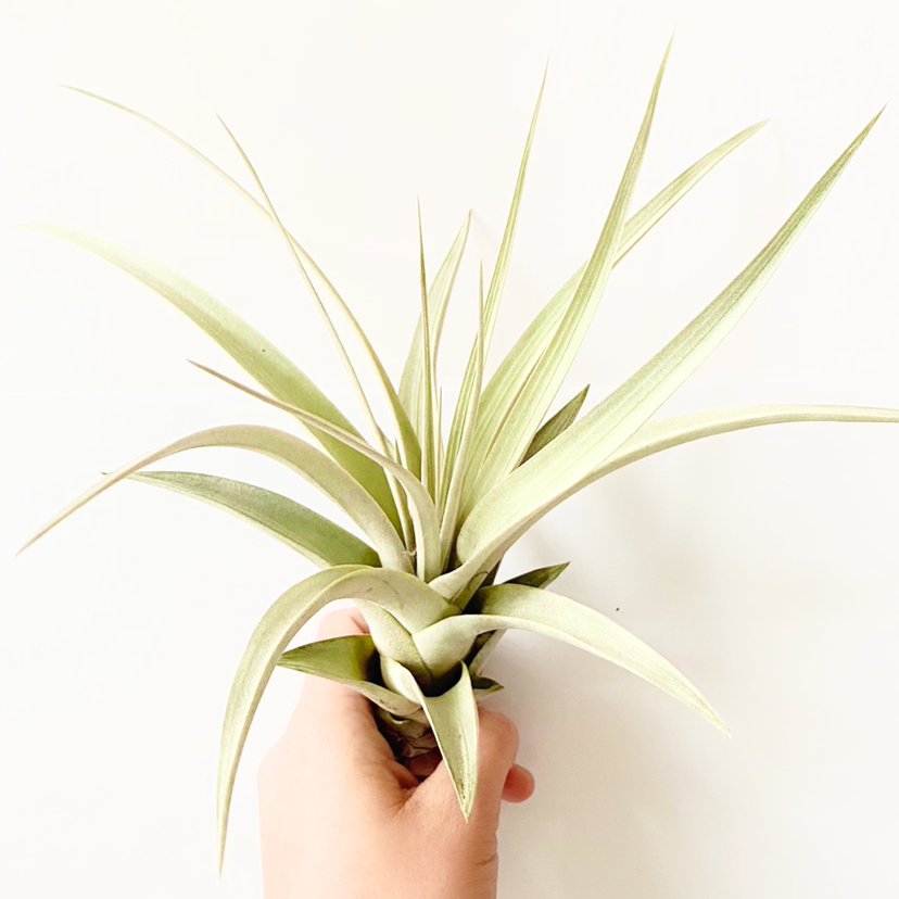 Photo of the plant species Tillandsia Silver Queen by @foliagegirl named Diana on Greg, the plant care app