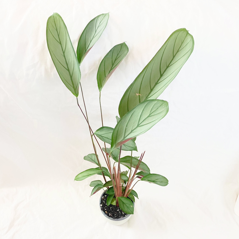 Never Never Plant 'Grey Star' with healthy, elongated leaves in a pot with visible soil.