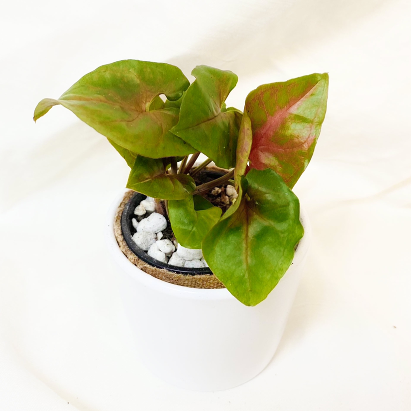 Photo of the plant species Syngonium 'Maria Allusion' by @foliagegirl named Bernadette on Greg, the plant care app