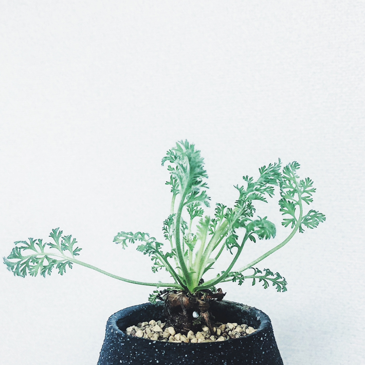 Photo of the plant species Pelargonium appendiculatum by U named Pela on Greg, the plant care app