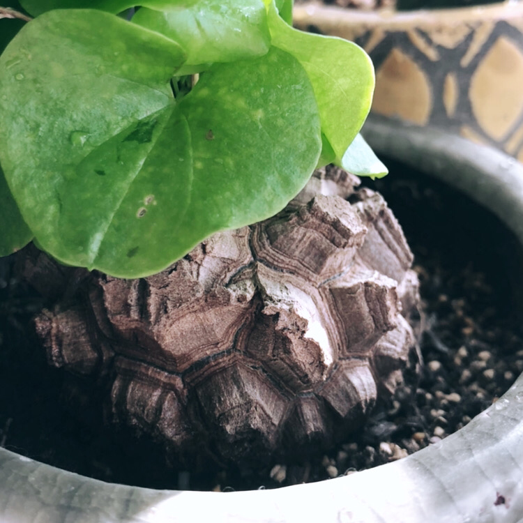 Photo of the plant species Elephant's Foot by U named kame on Greg, the plant care app