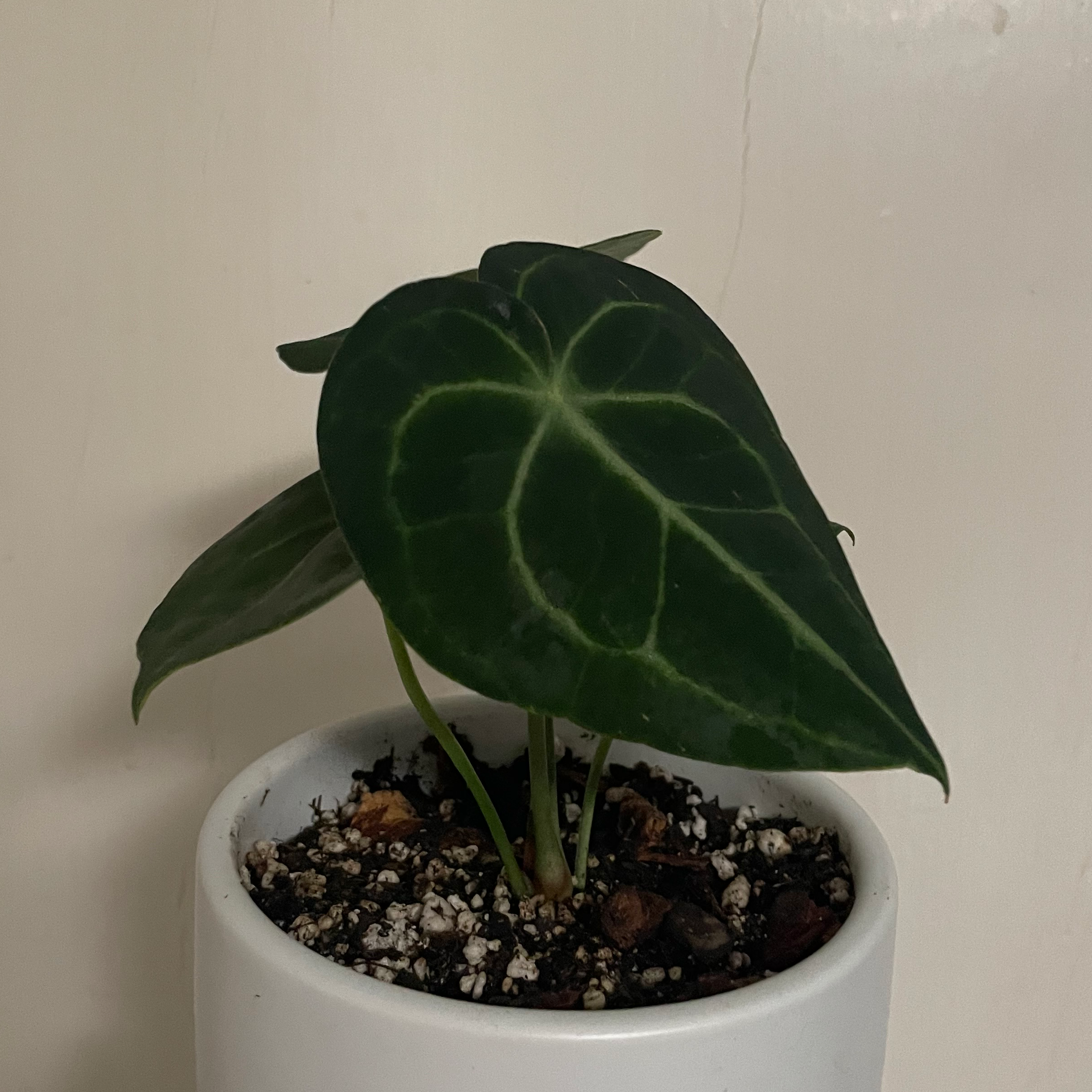 Velvet Cardboard Anthurium plant in a white pot with dark green leaves and visible veins.