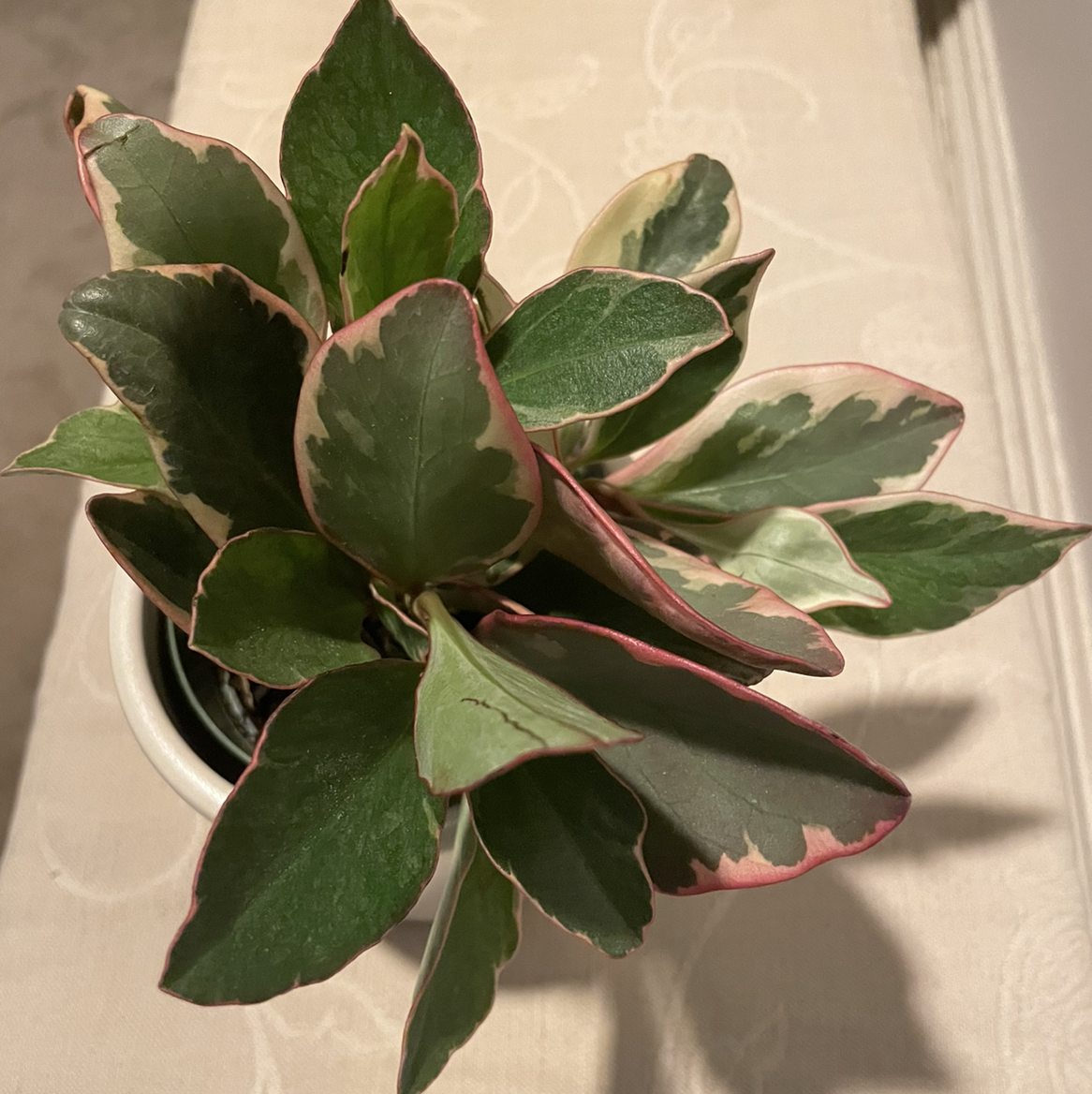 Peperomia 'Ginny' plant with variegated leaves featuring green centers and pink edges in a white pot.