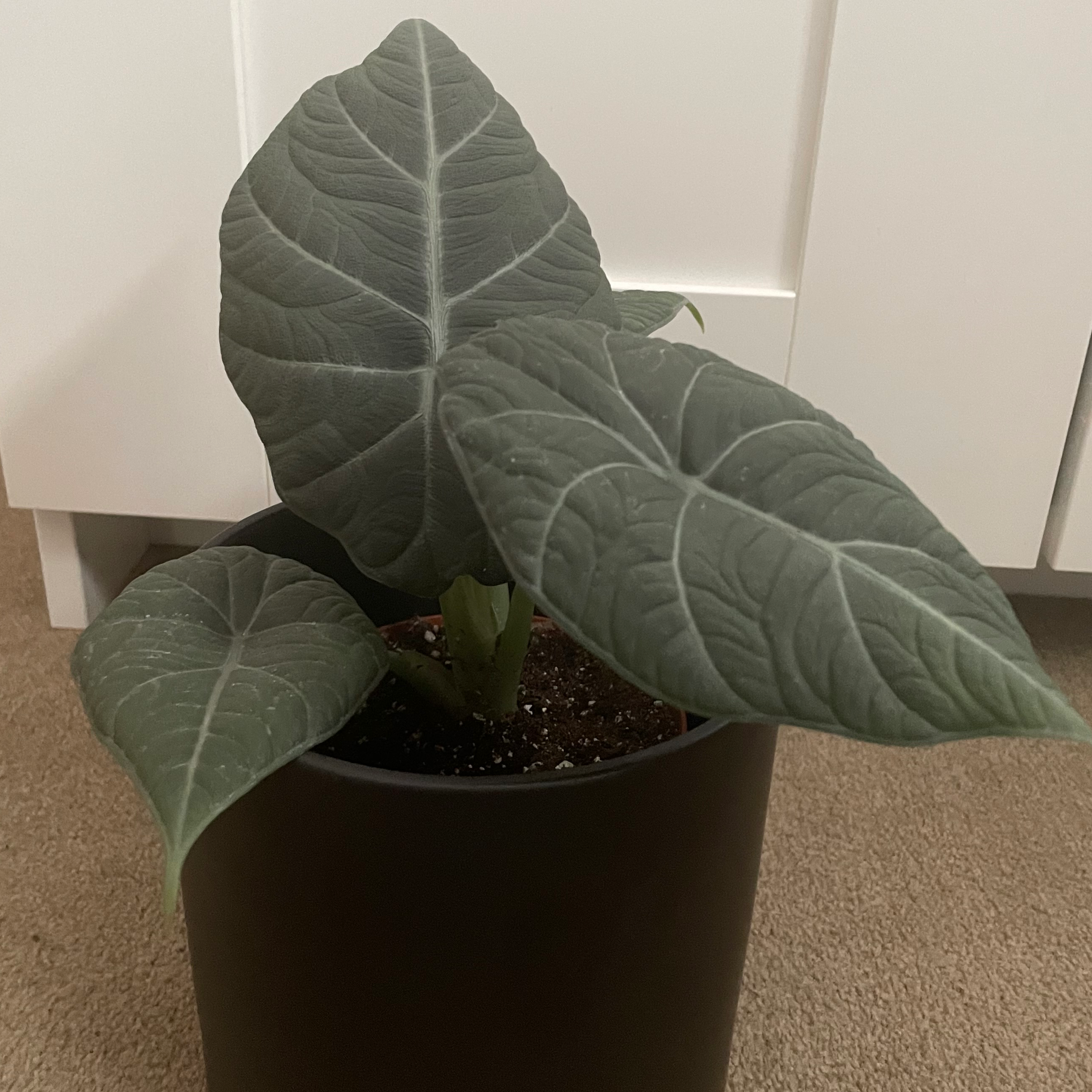 Potted Alocasia 'Maharani' plant with large, dark green leaves.