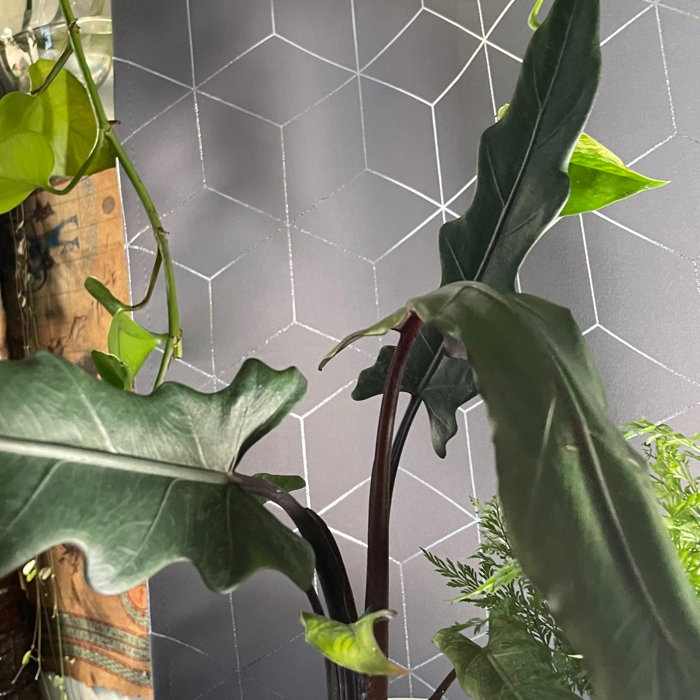Image of a Purple Sword plant with dark green leaves and a purple stem against a geometric background.
