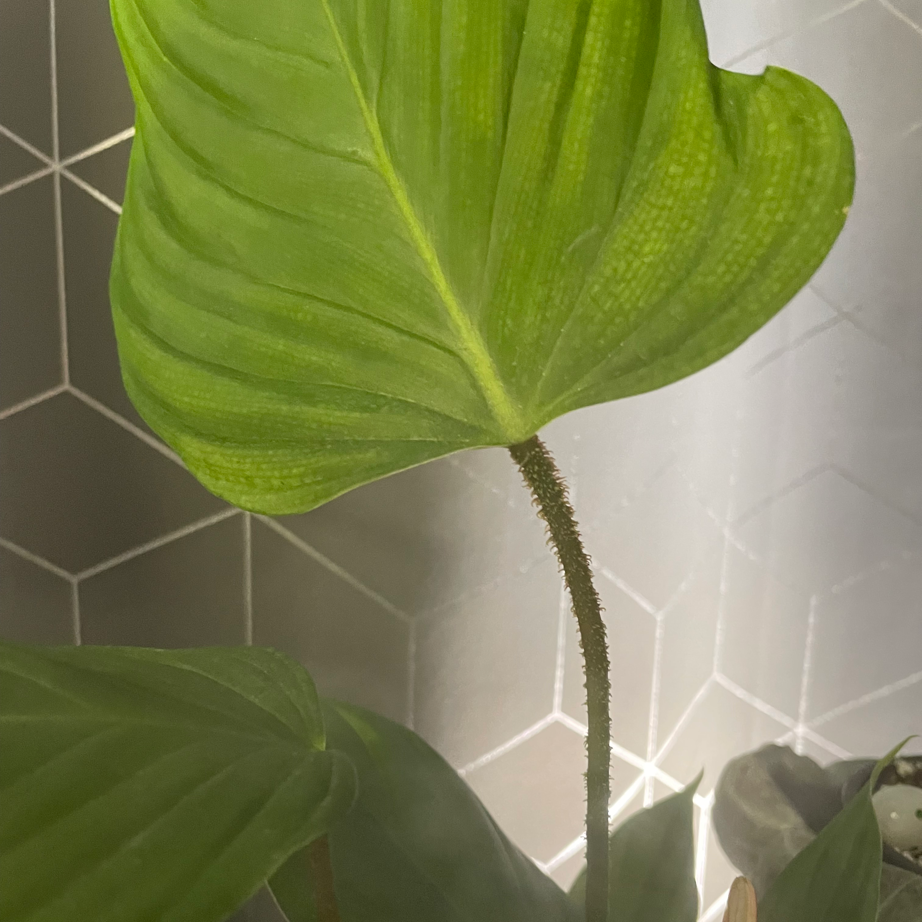 Philodendron nangaritense with large green leaves, well-lit and healthy.