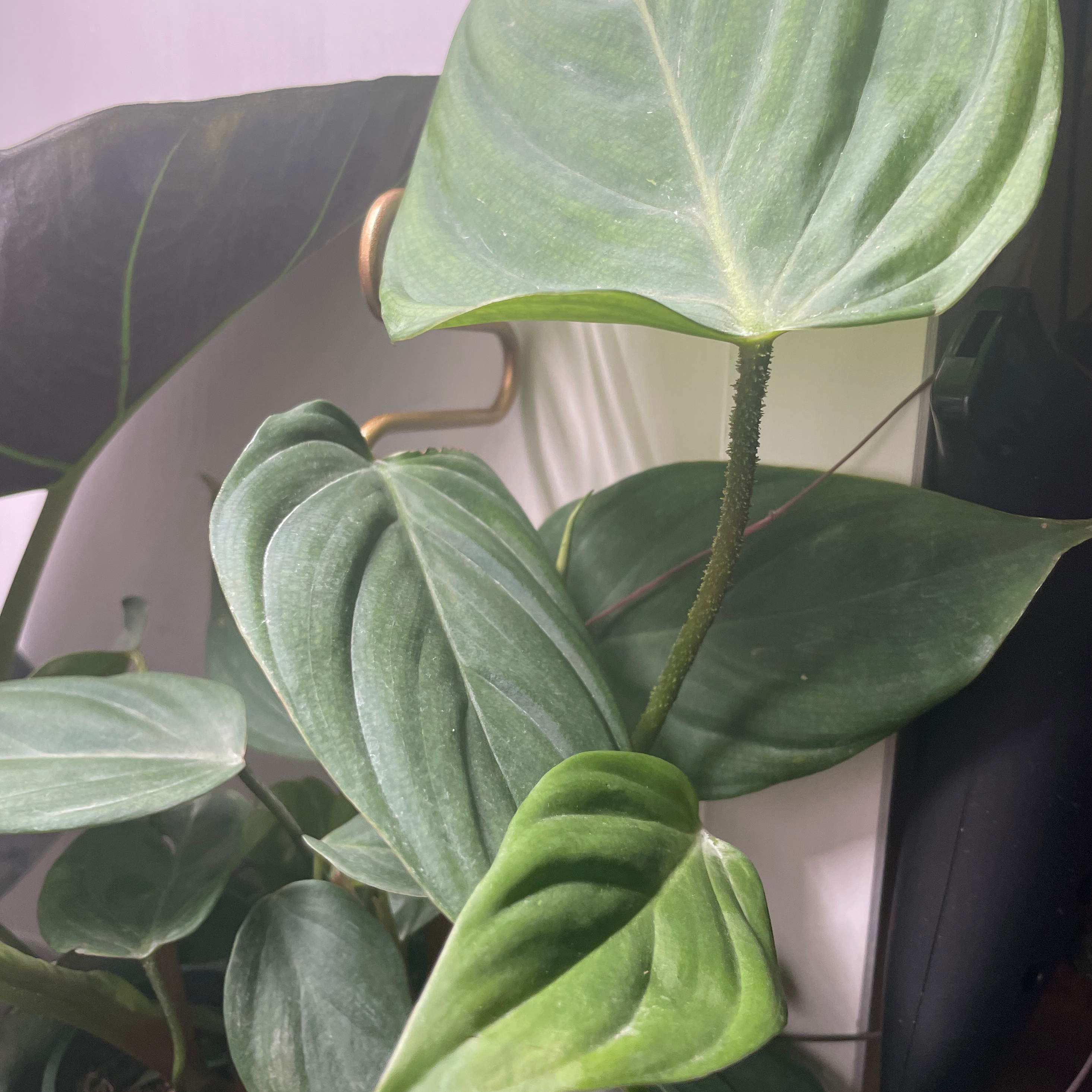 Philodendron nangaritense plant with healthy green leaves, well-framed and in focus.
