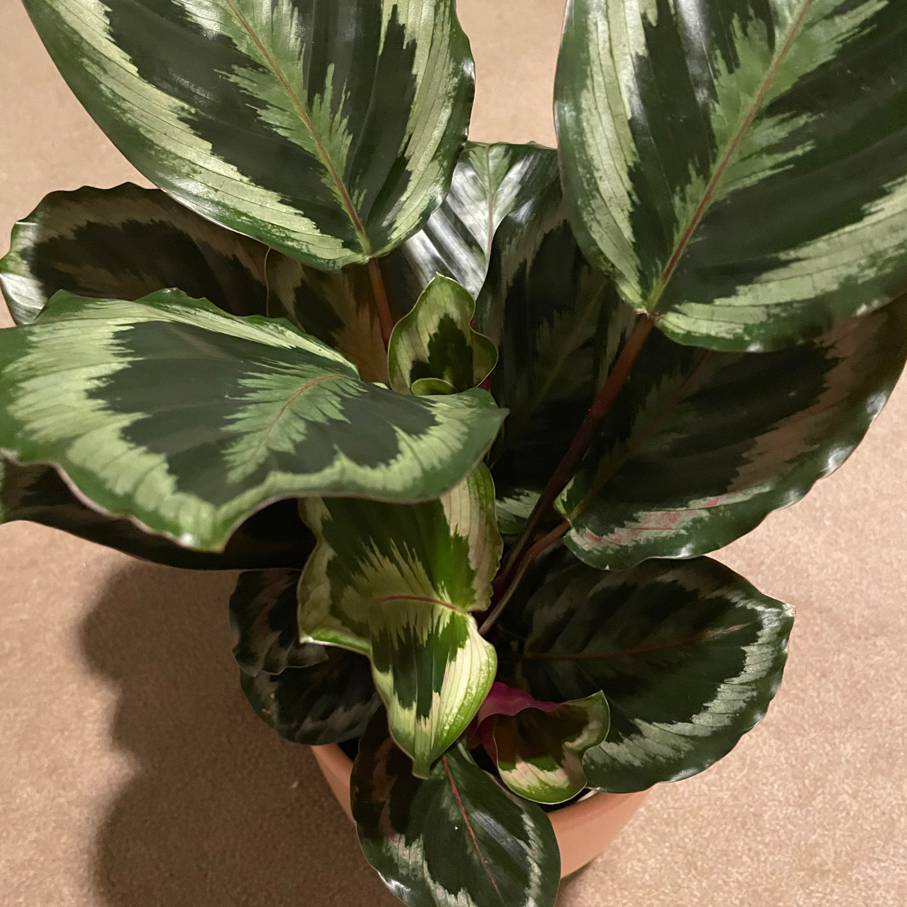 Calathea 'Medallion' plant with variegated leaves, well-framed and healthy.