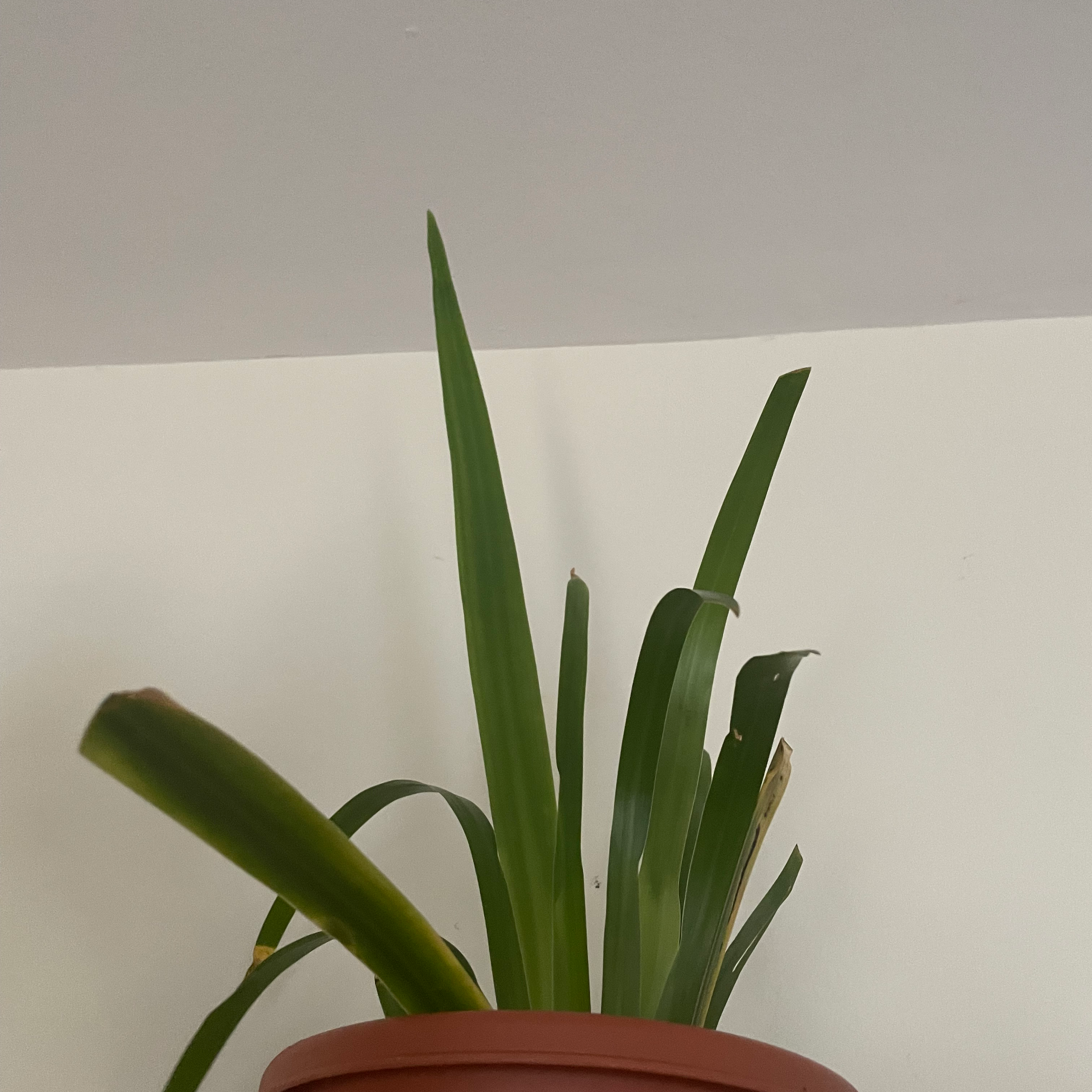 Photo of the plant species Trimezia northiana by @hailey.johnson named Walking Iris on Greg, the plant care app