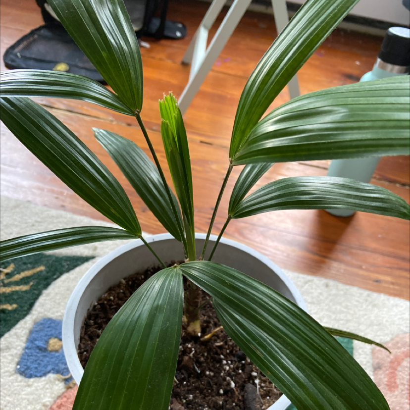 Photo of the plant species Rhapsis Palm by @hug_a_canada named Your plant on Greg, the plant care app