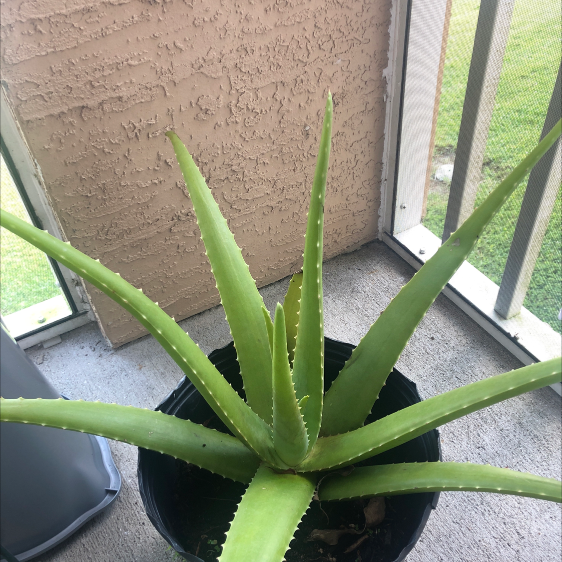 Aloe vera plant photo by @TinyPlantMom named Alfie on Greg, the plant care app.