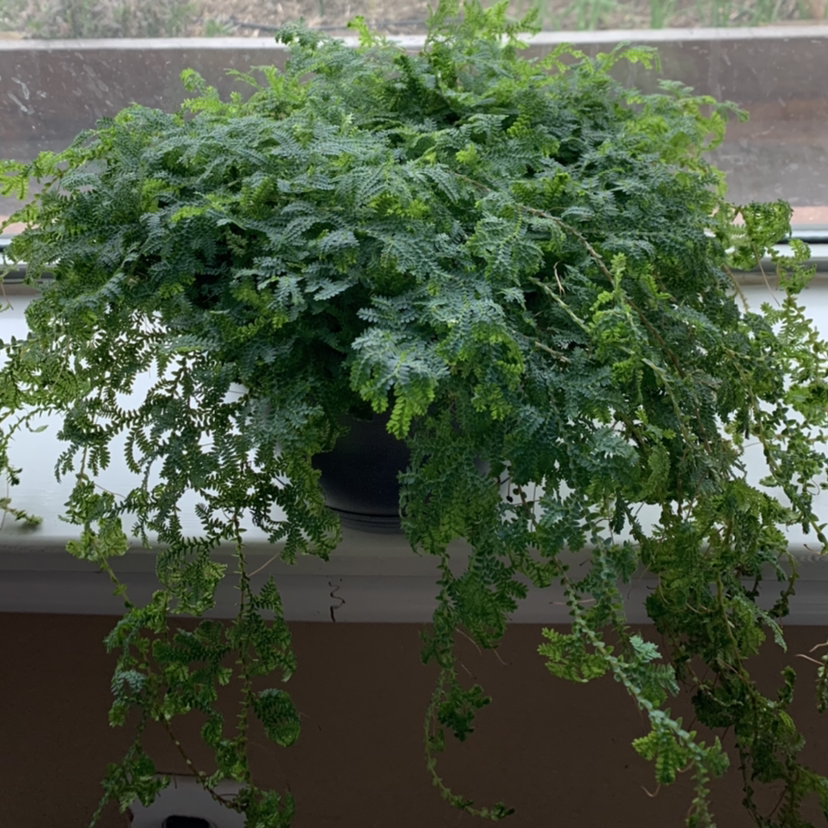 Healthy Rainbow moss, Peacock fern with lush green leaves, well-framed and centered.