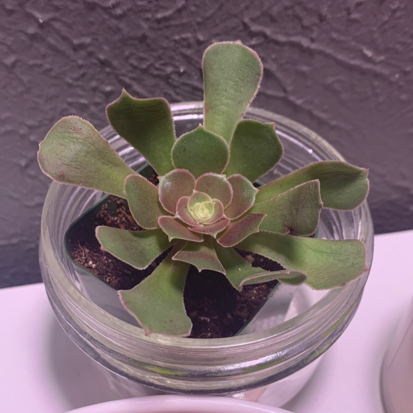 Photo of the plant species Saucer Plant by @Laaneey named Jasmyn on Greg, the plant care app