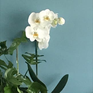 Phalaenopsis Orchid plant in Mundelein, Illinois