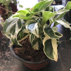 Calathea 'White Fusion' plant photo by Denise named Cal on Greg, the plant care app.