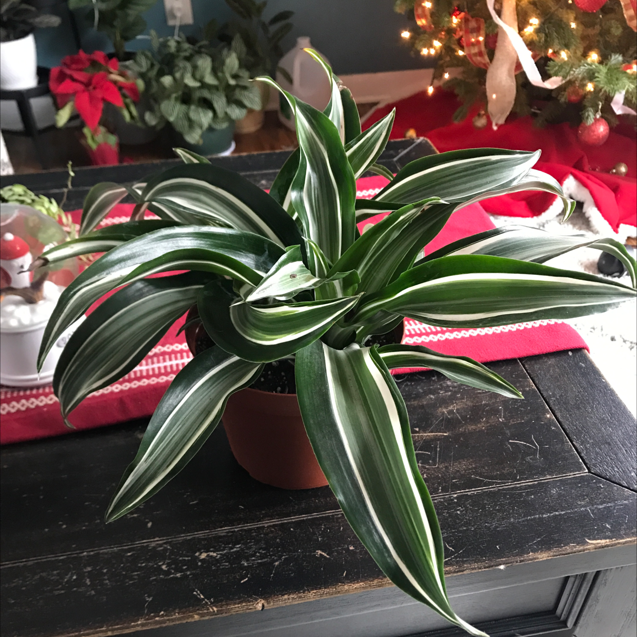 White Jewel Dracaena plant in a pot on a table, healthy with vibrant green and white striped leaves.