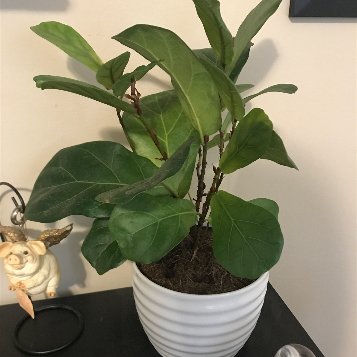 Fiddle Leaf Fig plant photo by Denise named Fin on Greg, the plant care app.