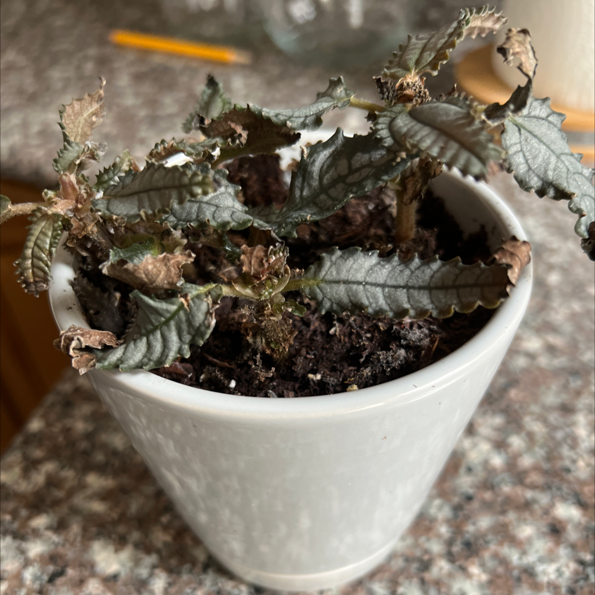 Potted Dark Mystery Pilea with browning leaves and visible soil.