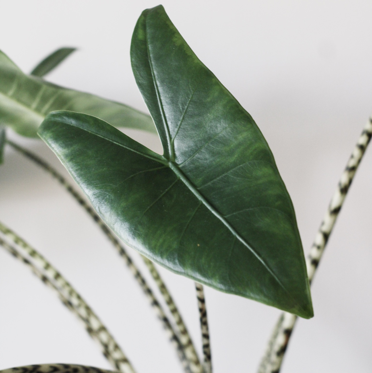 Photo of the plant species Zebra Elephant Ear by Justine named Zeus on Greg, the plant care app