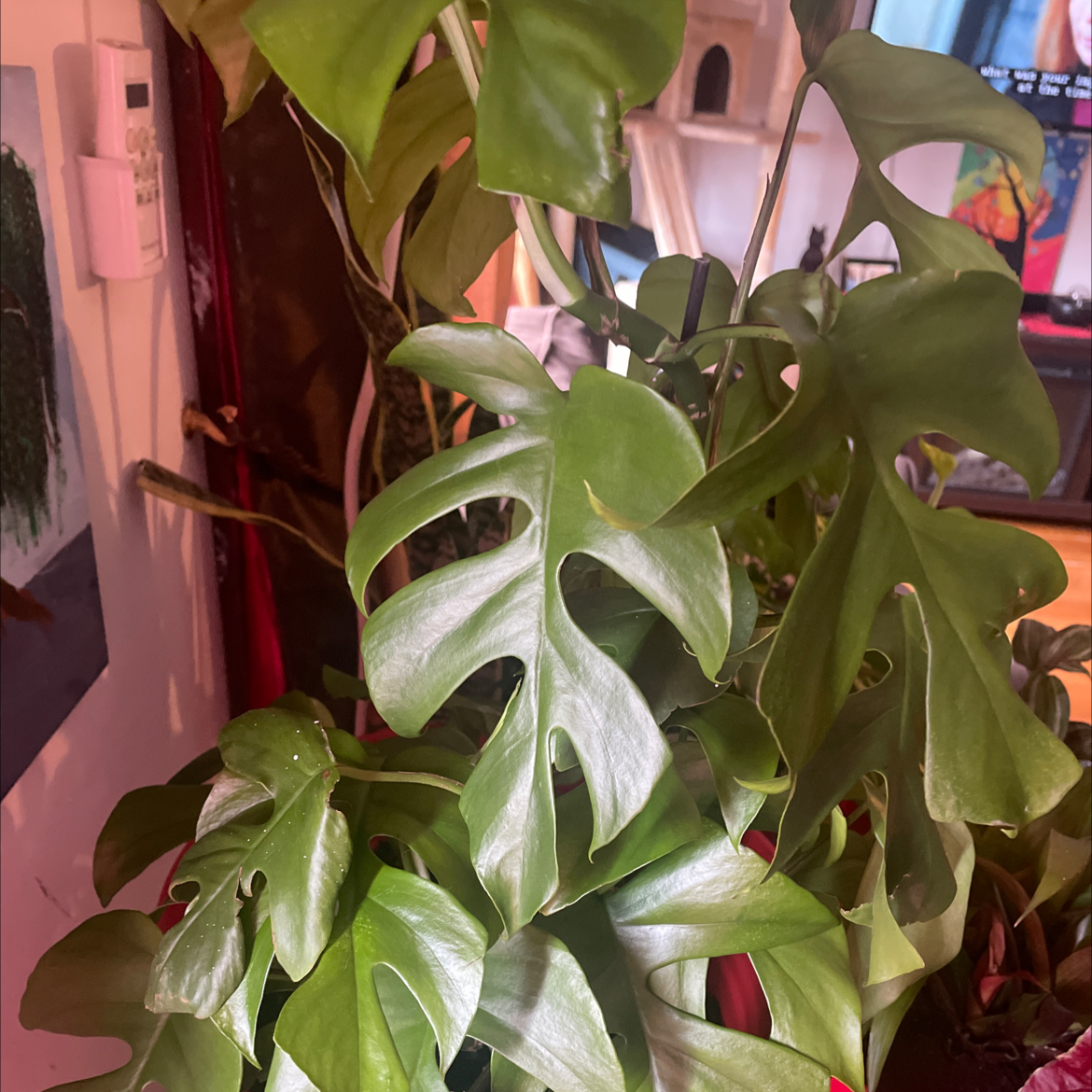 Monstera plant photo by Bella named Scarlett on Greg, the plant care app.