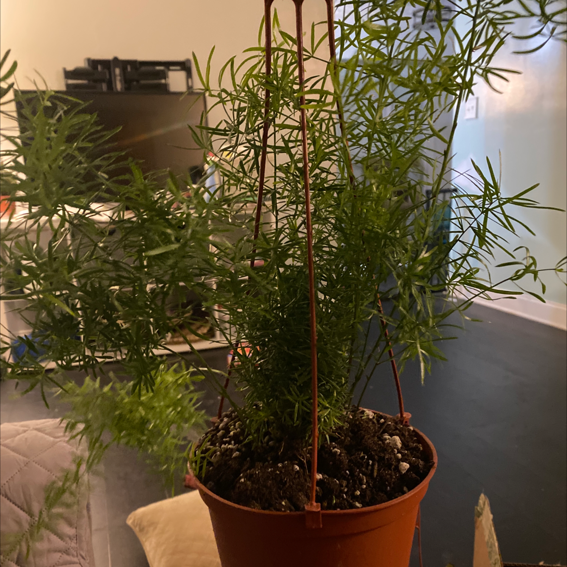 Healthy potted Asparagus setaceus plant with thin green leaves, growing in terracotta pot in home setting.