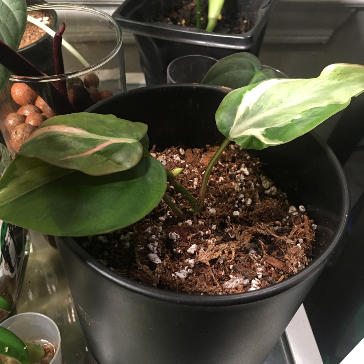Philodendron 'Rio' plant in a black pot with visible soil and variegated leaves showing some yellowing and browning.