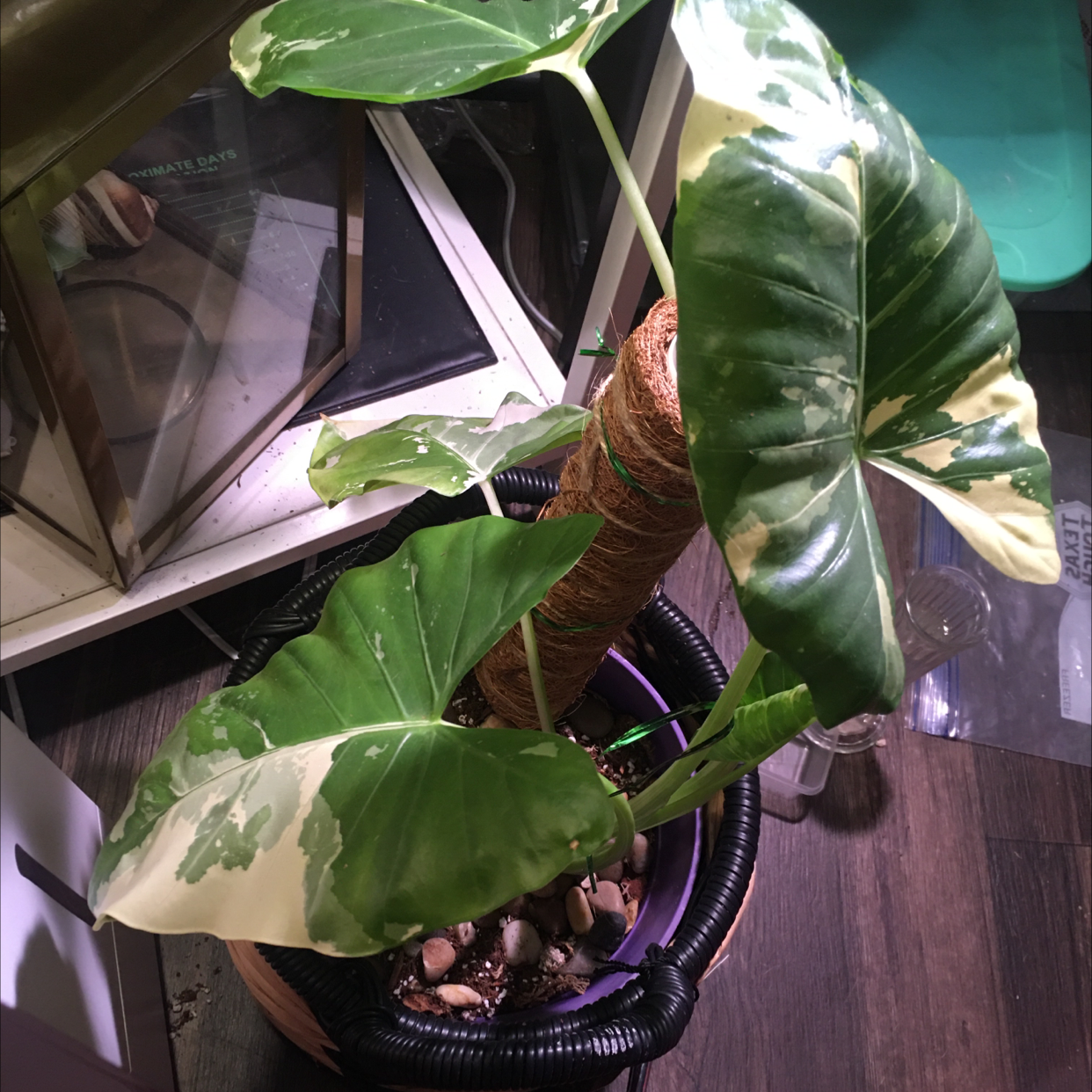 Variegated Alocasia plant with large, variegated leaves in a pot. Soil is visible.