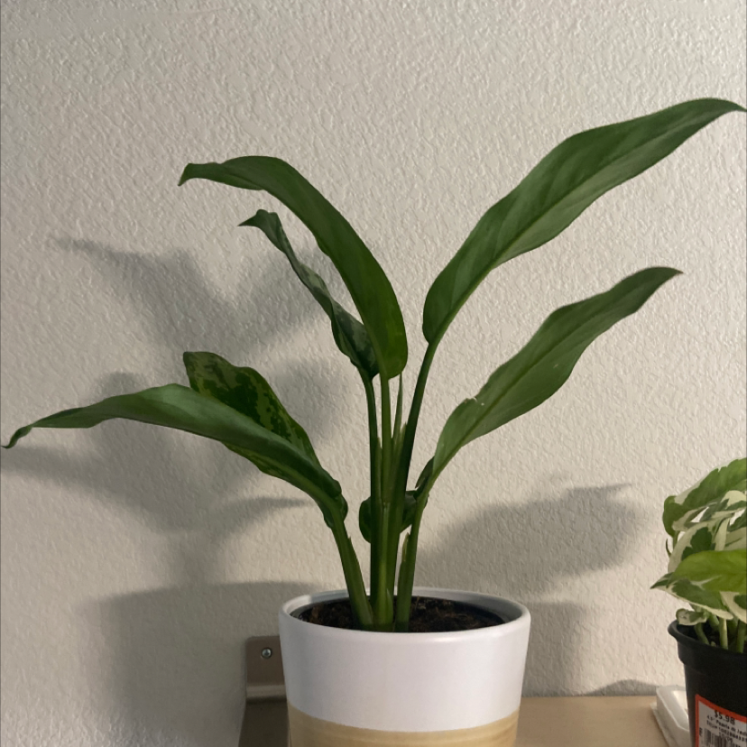Photo of the plant species Chinese Evergreen by Jacob named bella on Greg, the plant care app