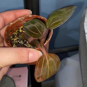 Jewel Orchid plant photo by @akeller042 named ruby￼ on Greg, the plant care app.