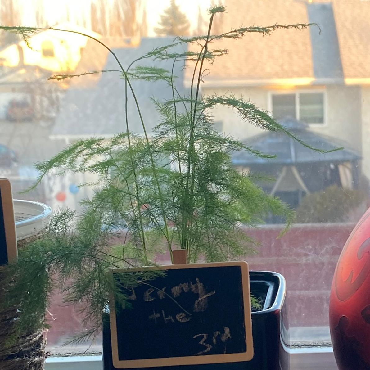 Asparagus Fern plant photo by @carsonnn named Jermy the 3rd on Greg, the plant care app.