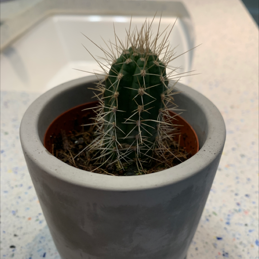 Toothpick Cactus in a pot on a kitchen counter, appears healthy.