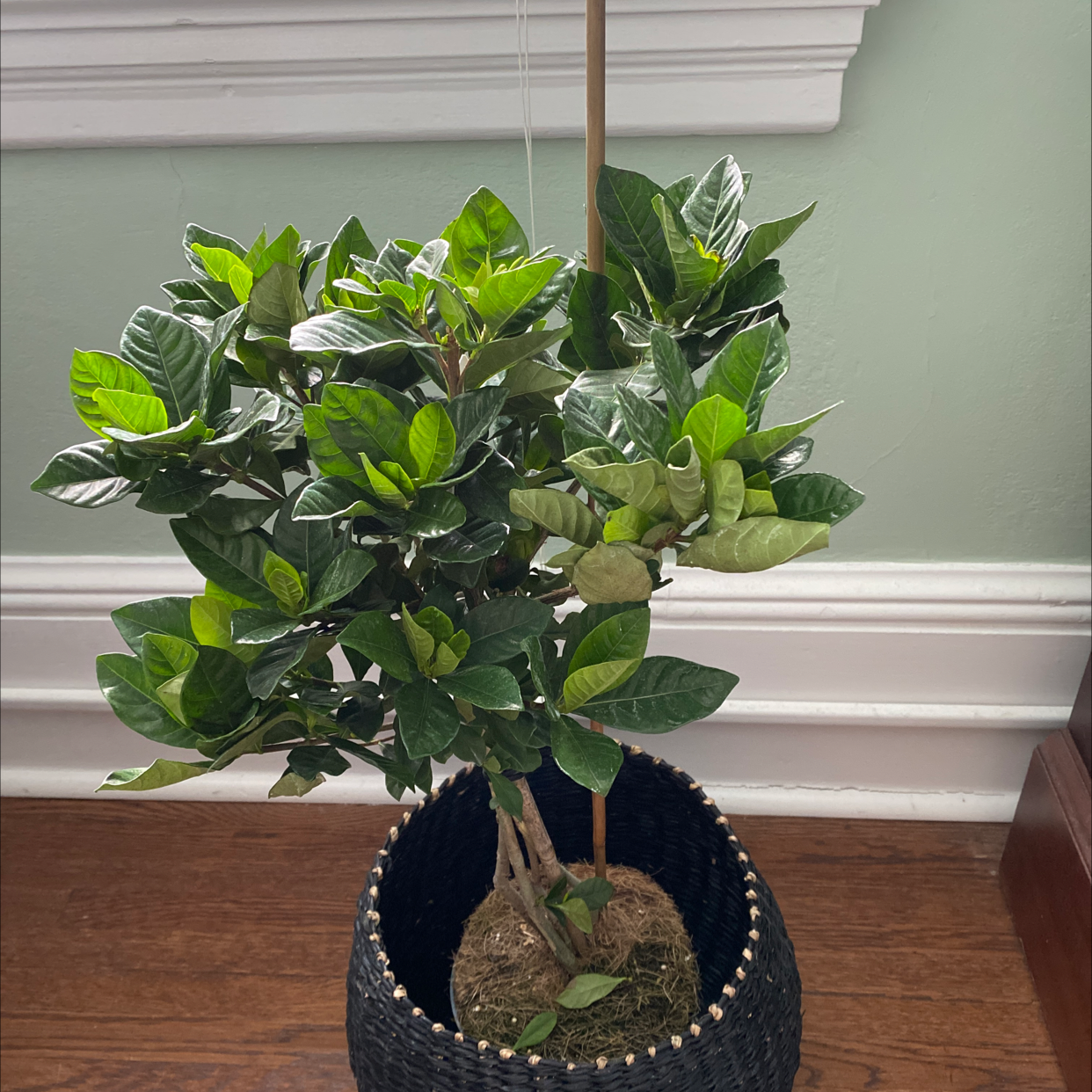 Cape Jasmine plant in a pot with vibrant green leaves, well-framed and centered.
