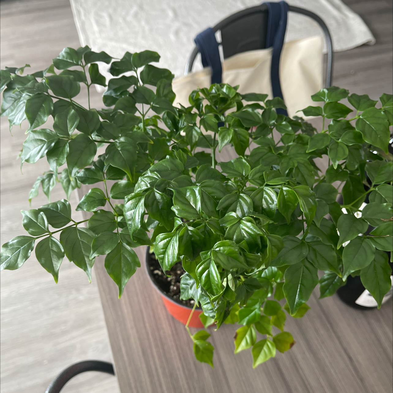 🥀 Why Are My China Doll Plant Leaves Droopy?