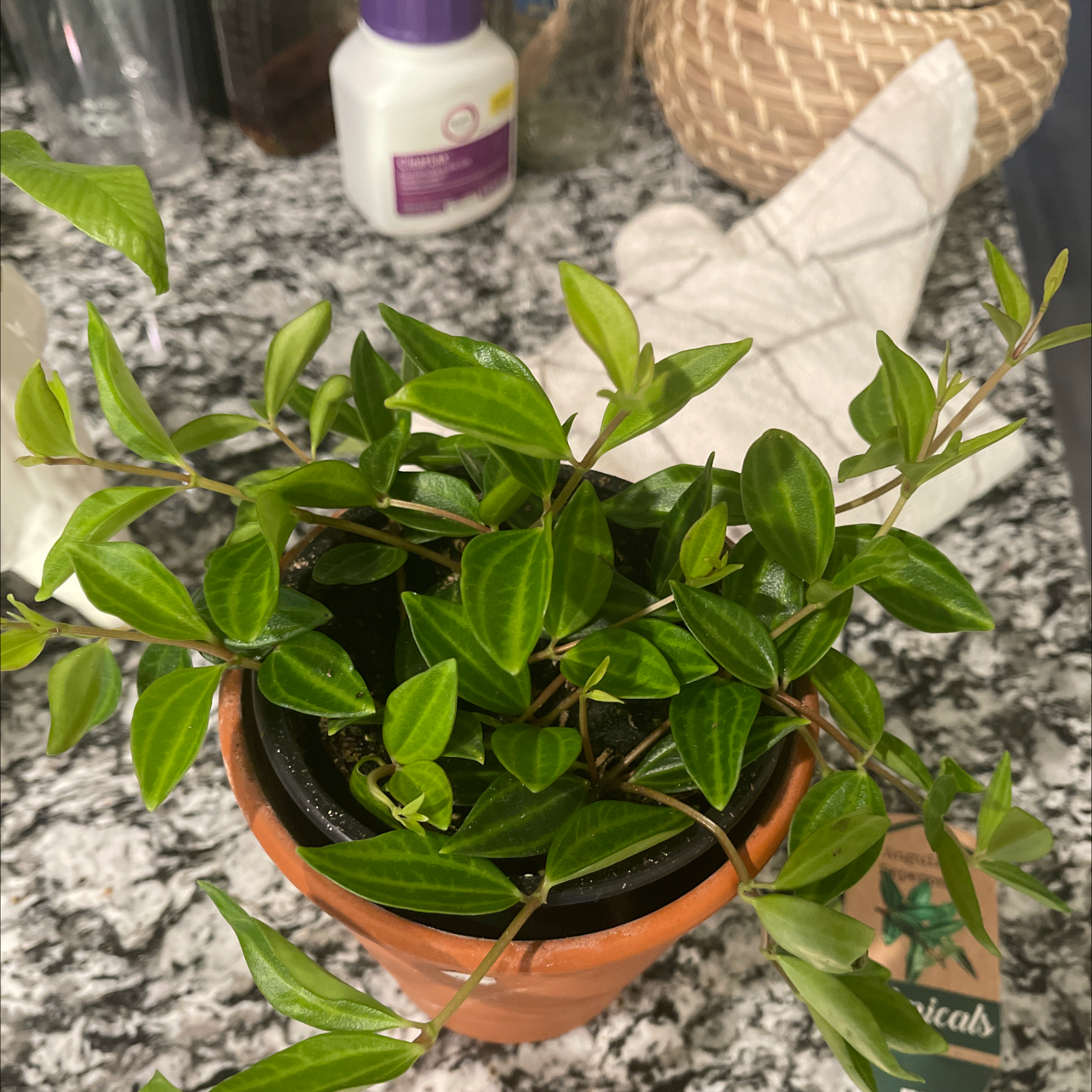 Healthy Radiator Plant in a terracotta pot with vibrant green leaves.