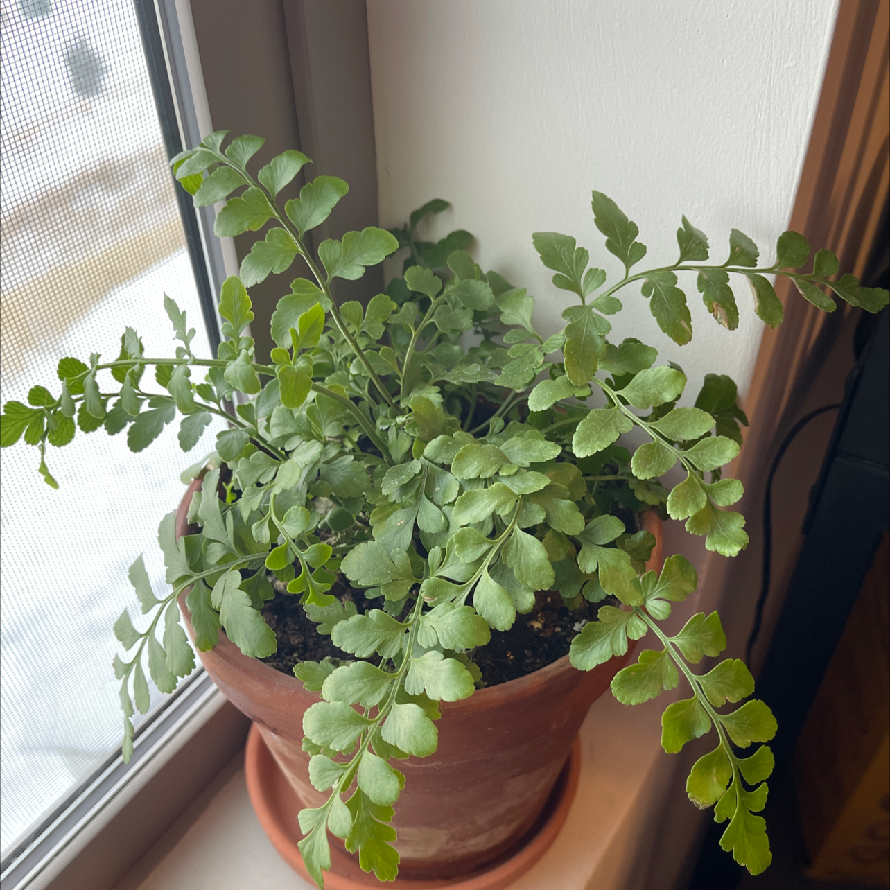 Photo of the plant species Hemionitis raddiana by @sarahwehrer named Your plant on Greg, the plant care app