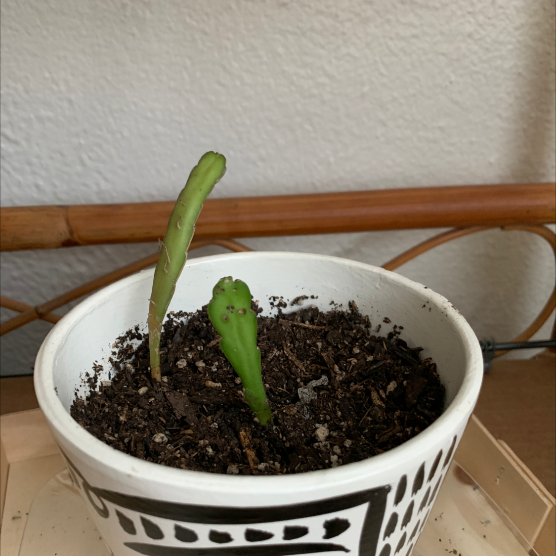 Photo of the plant species night-blooming cereus by Caitlin named Circe on Greg, the plant care app