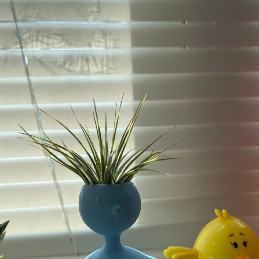 Photo of the plant species Cabbage Tree by Reganne named Micheal jackson on Greg, the plant care app