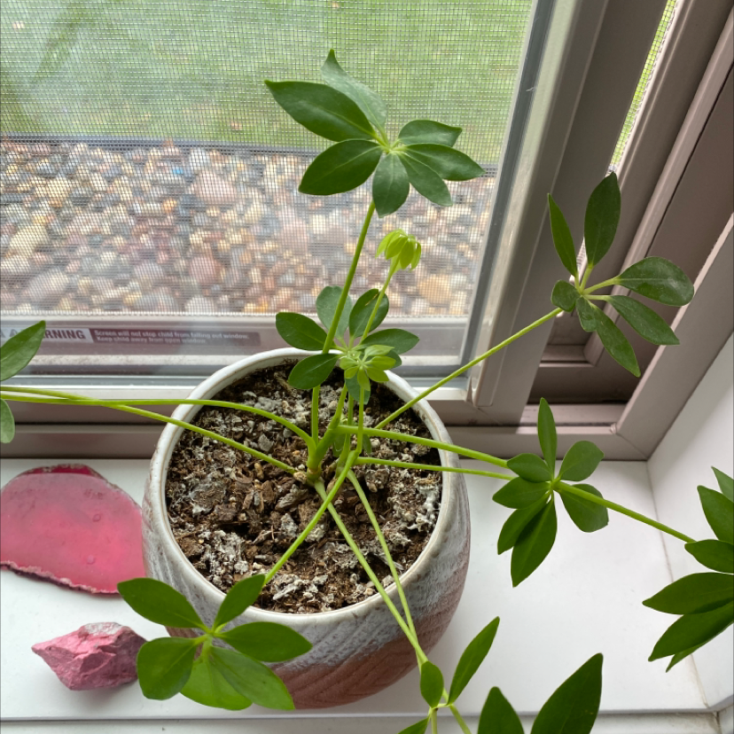 Dwarf Umbrella Tree plant photo by Danika named Gertie on Greg, the plant care app.