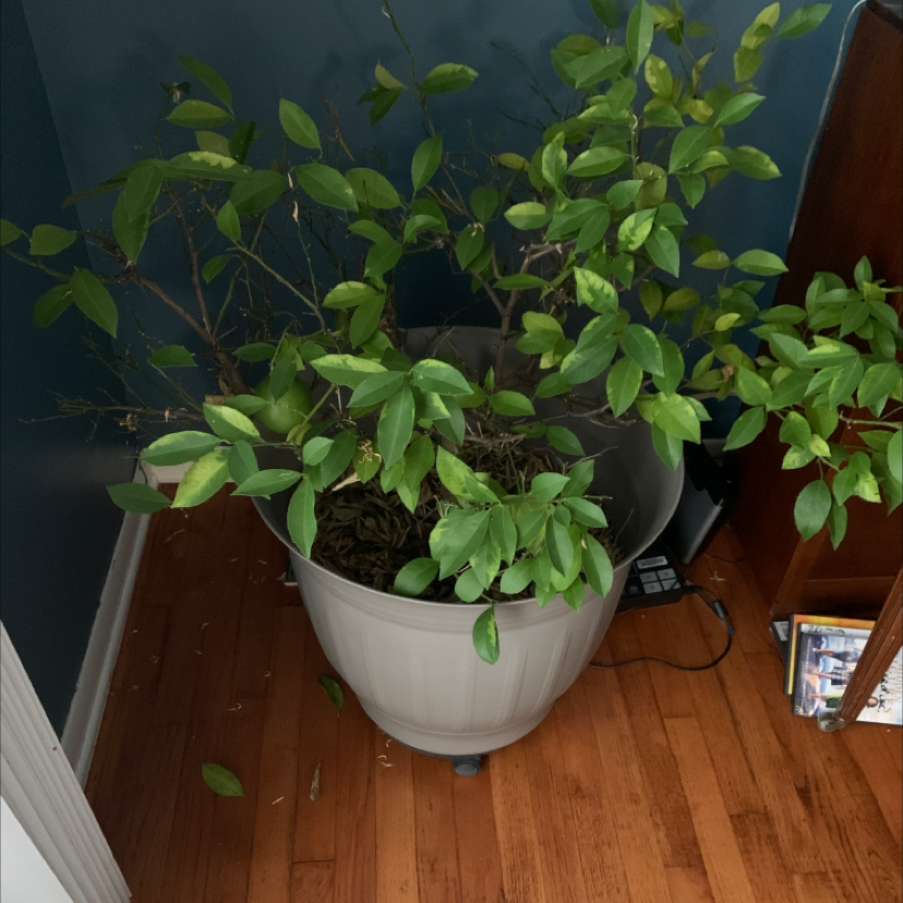 Lemon plant photo by Lori named Lemon on Greg, the plant care app.